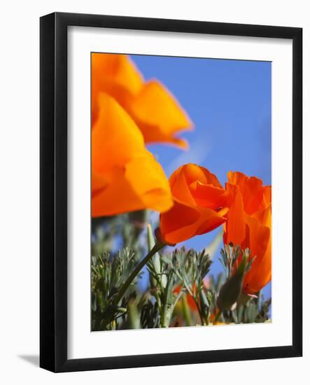 Poppies and Blue Sky, Antelope Valley Near Lancaster, California, Usa-Jamie & Judy Wild-Framed Photographic Print