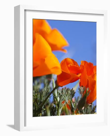 Poppies and Blue Sky, Antelope Valley Near Lancaster, California, Usa-Jamie & Judy Wild-Framed Photographic Print