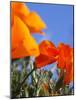 Poppies and Blue Sky, Antelope Valley Near Lancaster, California, Usa-Jamie & Judy Wild-Mounted Photographic Print