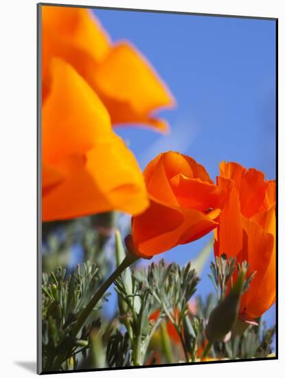 Poppies and Blue Sky, Antelope Valley Near Lancaster, California, Usa-Jamie & Judy Wild-Mounted Photographic Print