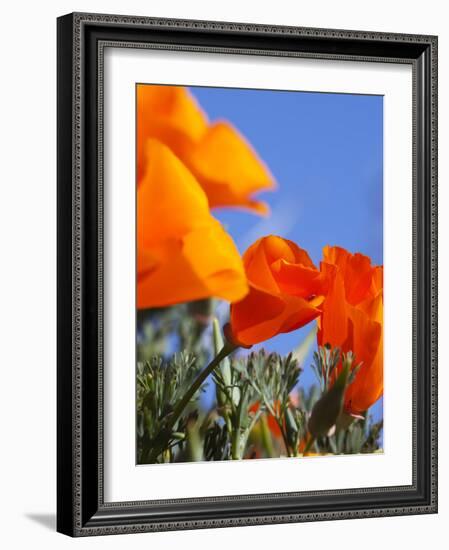 Poppies and Blue Sky, Antelope Valley Near Lancaster, California, Usa-Jamie & Judy Wild-Framed Photographic Print