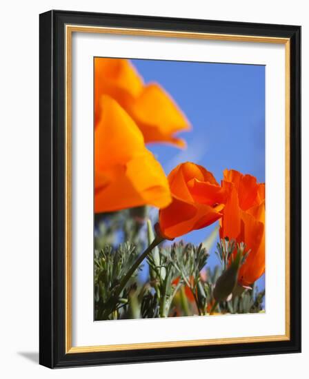 Poppies and Blue Sky, Antelope Valley Near Lancaster, California, Usa-Jamie & Judy Wild-Framed Photographic Print