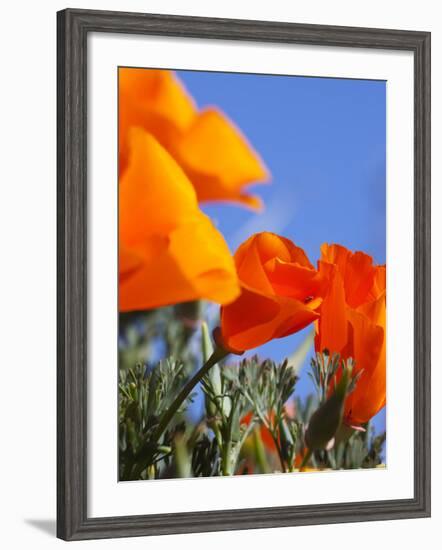 Poppies and Blue Sky, Antelope Valley Near Lancaster, California, Usa-Jamie & Judy Wild-Framed Photographic Print