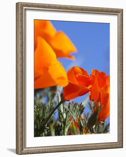 Poppies and Blue Sky, Antelope Valley Near Lancaster, California, Usa-Jamie & Judy Wild-Framed Photographic Print