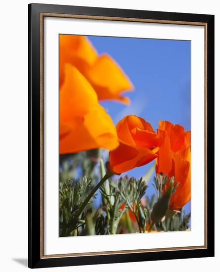 Poppies and Blue Sky, Antelope Valley Near Lancaster, California, Usa-Jamie & Judy Wild-Framed Photographic Print