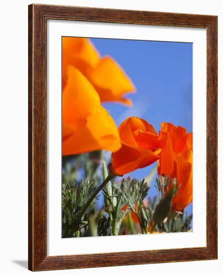 Poppies and Blue Sky, Antelope Valley Near Lancaster, California, Usa-Jamie & Judy Wild-Framed Photographic Print