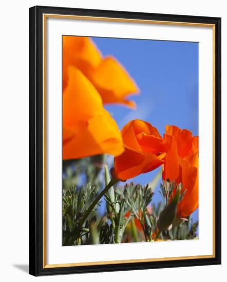 Poppies and Blue Sky, Antelope Valley Near Lancaster, California, Usa-Jamie & Judy Wild-Framed Photographic Print