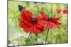 Poppies And Butterfly-Bill Makinson-Mounted Giclee Print
