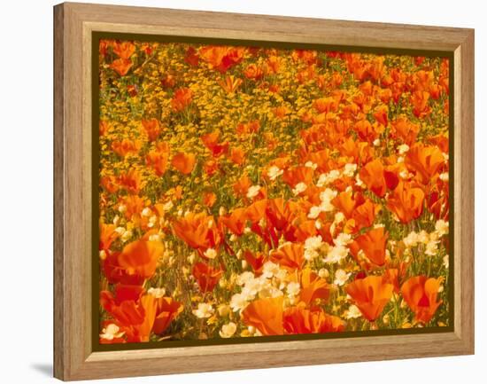 Poppies and Cream Cups, Antelope Valley, California, USA-Terry Eggers-Framed Premier Image Canvas