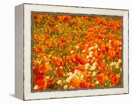 Poppies and Cream Cups, Antelope Valley, California, USA-Terry Eggers-Framed Premier Image Canvas