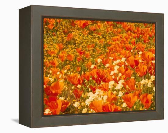 Poppies and Cream Cups, Antelope Valley, California, USA-Terry Eggers-Framed Premier Image Canvas