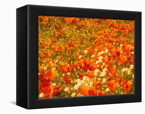 Poppies and Cream Cups, Antelope Valley, California, USA-Terry Eggers-Framed Premier Image Canvas