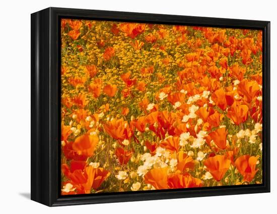 Poppies and Cream Cups, Antelope Valley, California, USA-Terry Eggers-Framed Premier Image Canvas