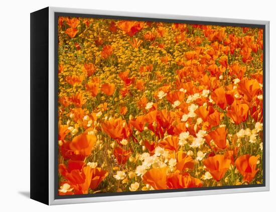 Poppies and Cream Cups, Antelope Valley, California, USA-Terry Eggers-Framed Premier Image Canvas