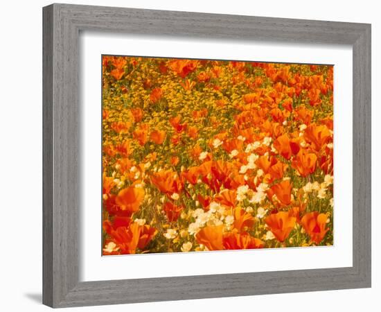 Poppies and Cream Cups, Antelope Valley, California, USA-Terry Eggers-Framed Photographic Print