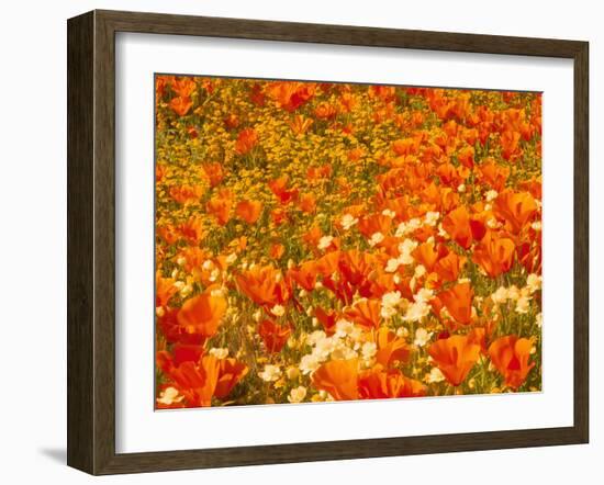 Poppies and Cream Cups, Antelope Valley, California, USA-Terry Eggers-Framed Photographic Print