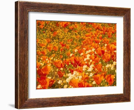 Poppies and Cream Cups, Antelope Valley, California, USA-Terry Eggers-Framed Photographic Print