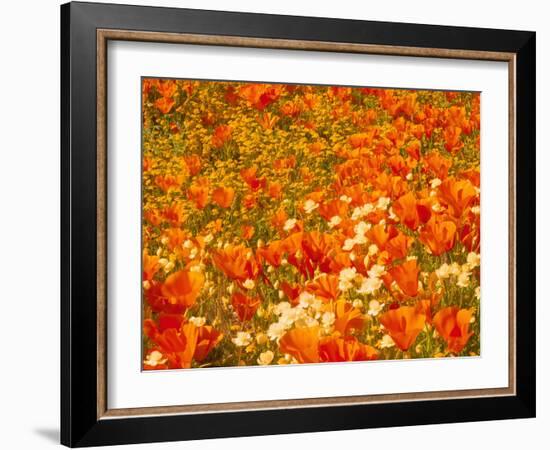 Poppies and Cream Cups, Antelope Valley, California, USA-Terry Eggers-Framed Photographic Print