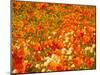 Poppies and Cream Cups, Antelope Valley, California, USA-Terry Eggers-Mounted Photographic Print