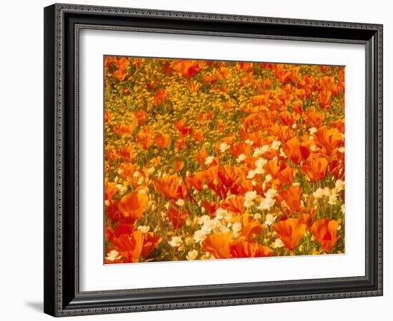 Poppies and Cream Cups, Antelope Valley, California, USA-Terry Eggers-Framed Photographic Print