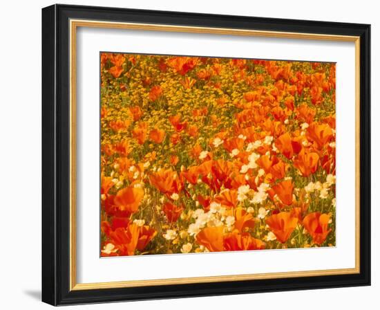 Poppies and Cream Cups, Antelope Valley, California, USA-Terry Eggers-Framed Photographic Print