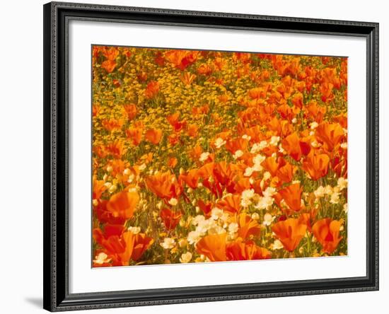 Poppies and Cream Cups, Antelope Valley, California, USA-Terry Eggers-Framed Photographic Print