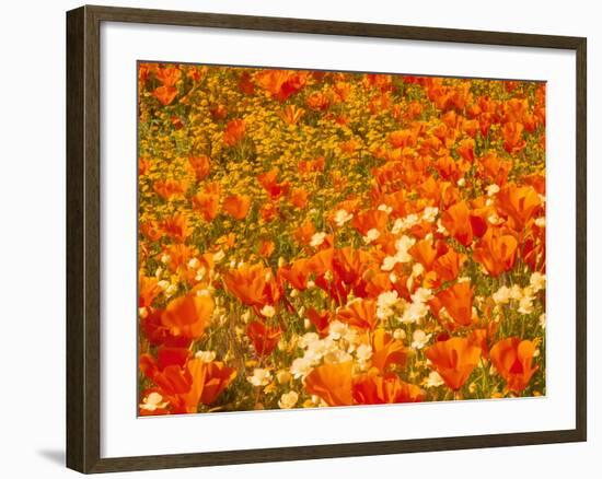 Poppies and Cream Cups, Antelope Valley, California, USA-Terry Eggers-Framed Photographic Print