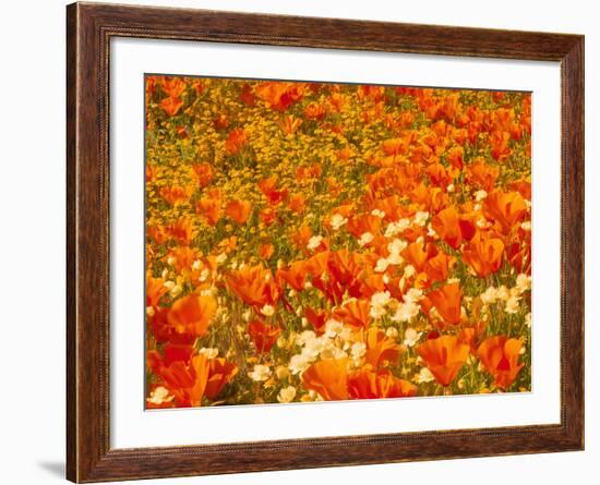 Poppies and Cream Cups, Antelope Valley, California, USA-Terry Eggers-Framed Photographic Print