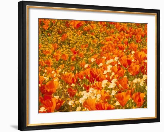 Poppies and Cream Cups, Antelope Valley, California, USA-Terry Eggers-Framed Photographic Print