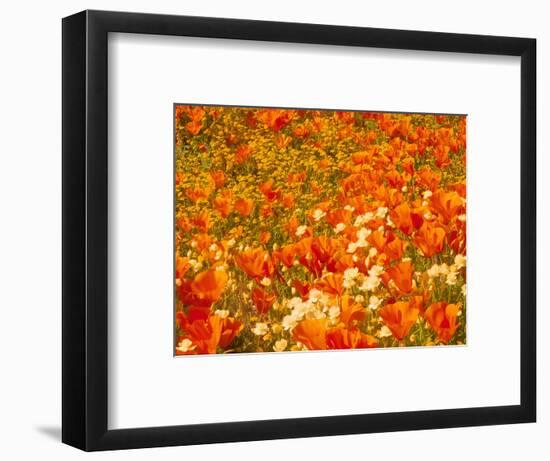 Poppies and Cream Cups, Antelope Valley, California, USA-Terry Eggers-Framed Photographic Print