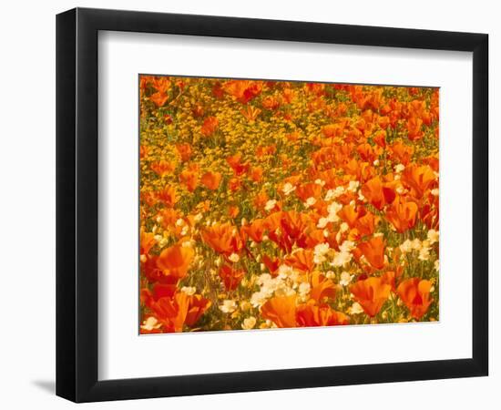 Poppies and Cream Cups, Antelope Valley, California, USA-Terry Eggers-Framed Photographic Print