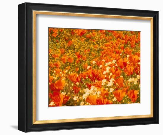 Poppies and Cream Cups, Antelope Valley, California, USA-Terry Eggers-Framed Photographic Print