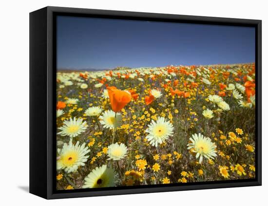 Poppies and Desert Dandelion in Spring Bloom, Lancaster, Antelope Valley, California, USA-Terry Eggers-Framed Premier Image Canvas