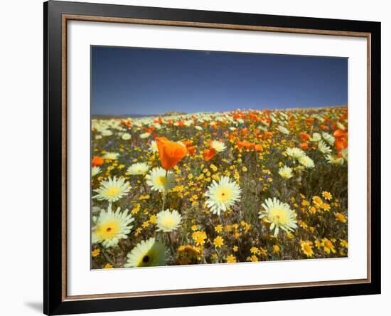 Poppies and Desert Dandelion in Spring Bloom, Lancaster, Antelope Valley, California, USA-Terry Eggers-Framed Photographic Print