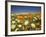 Poppies and Desert Dandelion in Spring Bloom, Lancaster, Antelope Valley, California, USA-Terry Eggers-Framed Photographic Print