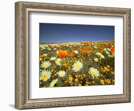 Poppies and Desert Dandelion in Spring Bloom, Lancaster, Antelope Valley, California, USA-Terry Eggers-Framed Photographic Print