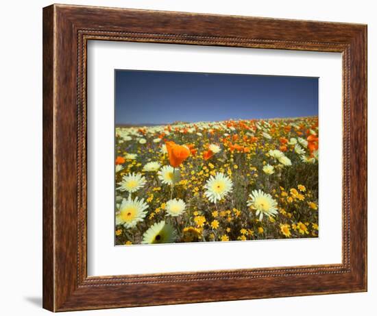 Poppies and Desert Dandelion in Spring Bloom, Lancaster, Antelope Valley, California, USA-Terry Eggers-Framed Photographic Print