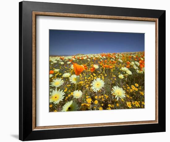 Poppies and Desert Dandelion in Spring Bloom, Lancaster, Antelope Valley, California, USA-Terry Eggers-Framed Photographic Print