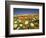 Poppies and Desert Dandelion in Spring Bloom, Lancaster, Antelope Valley, California, USA-Terry Eggers-Framed Photographic Print