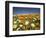 Poppies and Desert Dandelion in Spring Bloom, Lancaster, Antelope Valley, California, USA-Terry Eggers-Framed Photographic Print