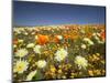 Poppies and Desert Dandelion in Spring Bloom, Lancaster, Antelope Valley, California, USA-Terry Eggers-Mounted Photographic Print