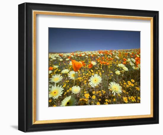 Poppies and Desert Dandelion in Spring Bloom, Lancaster, Antelope Valley, California, USA-Terry Eggers-Framed Photographic Print