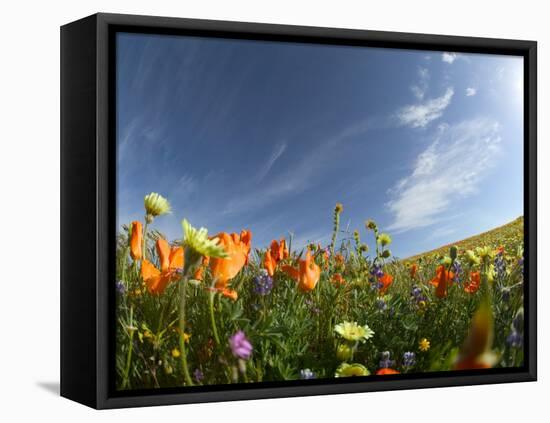 Poppies and Desert Dandelion Spring Bloom, Lancaster, Antelope Valley, California, USA-Terry Eggers-Framed Premier Image Canvas