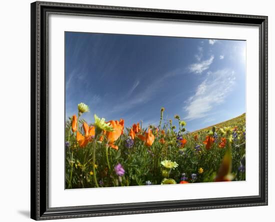 Poppies and Desert Dandelion Spring Bloom, Lancaster, Antelope Valley, California, USA-Terry Eggers-Framed Photographic Print