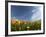 Poppies and Desert Dandelion Spring Bloom, Lancaster, Antelope Valley, California, USA-Terry Eggers-Framed Photographic Print