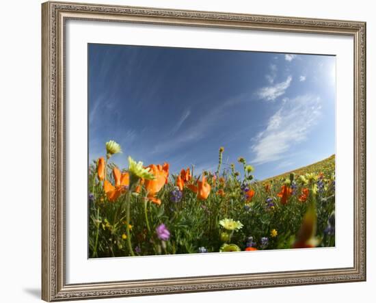 Poppies and Desert Dandelion Spring Bloom, Lancaster, Antelope Valley, California, USA-Terry Eggers-Framed Photographic Print