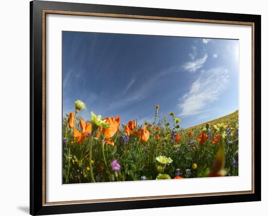 Poppies and Desert Dandelion Spring Bloom, Lancaster, Antelope Valley, California, USA-Terry Eggers-Framed Photographic Print