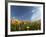 Poppies and Desert Dandelion Spring Bloom, Lancaster, Antelope Valley, California, USA-Terry Eggers-Framed Photographic Print