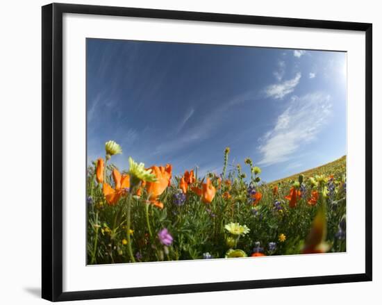 Poppies and Desert Dandelion Spring Bloom, Lancaster, Antelope Valley, California, USA-Terry Eggers-Framed Photographic Print