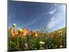 Poppies and Desert Dandelion Spring Bloom, Lancaster, Antelope Valley, California, USA-Terry Eggers-Mounted Photographic Print